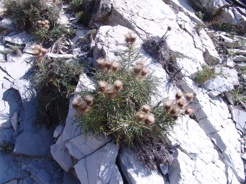 Image of Lamyra echinocephala specimen.