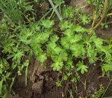 Geranium pusillum