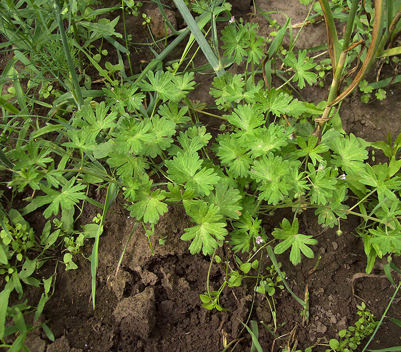 Изображение особи Geranium pusillum.