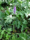 Dactylorhiza fuchsii. Цветущее растение. Украина, Ивано-Франковская обл., Надворнянский р-н, с. Максимец, под деревьями. 20 июня 2011 г.