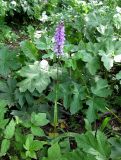 Dactylorhiza fuchsii. Цветущее растение. Украина, Ивано-Франковская обл., Надворнянский р-н, с. Максимец, под деревьями. 20 июня 2011 г.