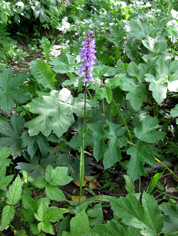 Image of Dactylorhiza fuchsii specimen.