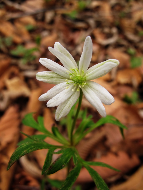 Image of Anemone amurensis specimen.