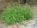 Fumaria officinalis. Цветущее растение. Крым, г. Ялта, Приморский парк, на стене. 30 мая 2012 г.