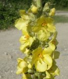 Verbascum phlomoides. Чаксть соцветия. Черноморское побережье Кавказа, щель Прасковеевская, обочина дороги в ущелье. 10.06.2012.