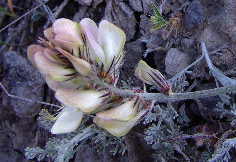 Изображение особи Hedysarum daghestanicum.