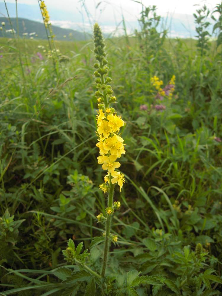 Image of genus Agrimonia specimen.