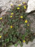 Oxalis corniculata