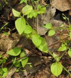 Moehringia trinervia. Побеги. Татарстан, г. Бавлы, лес. 15.07.2012.