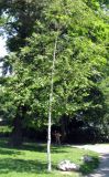 genus Betula. Молодое дерево. Австрия, Вена, Дворцовый парк Бурггартен. 17.06.2012.