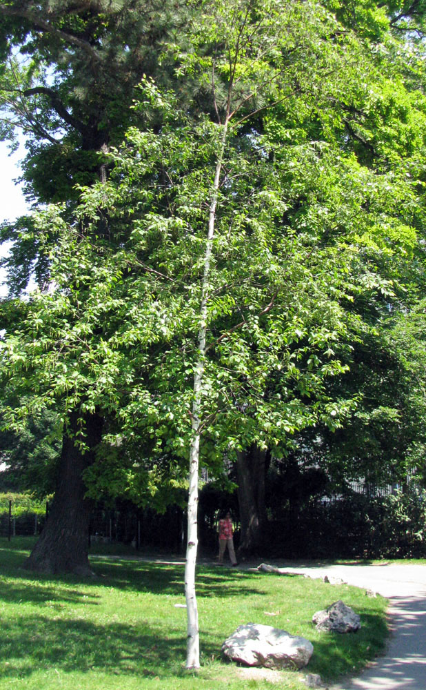 Image of genus Betula specimen.