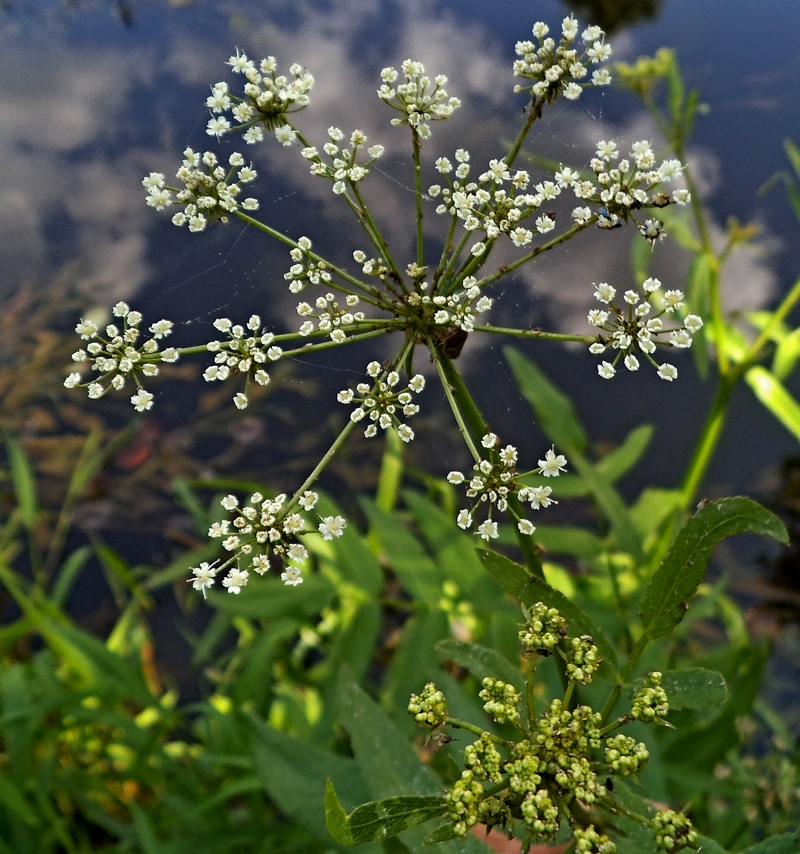 Image of Sium latifolium specimen.