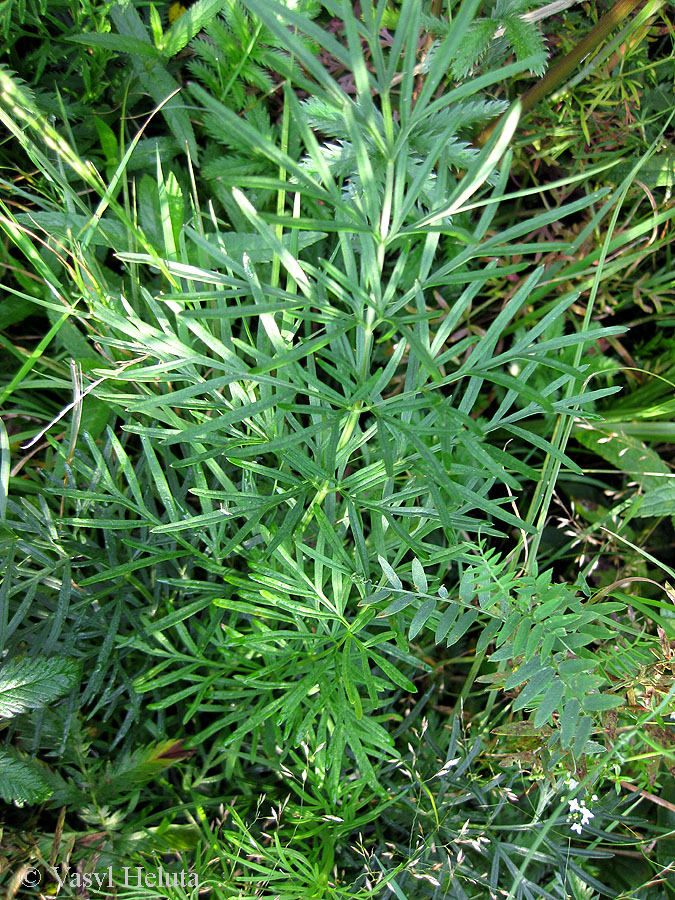 Image of Thyselium palustre specimen.