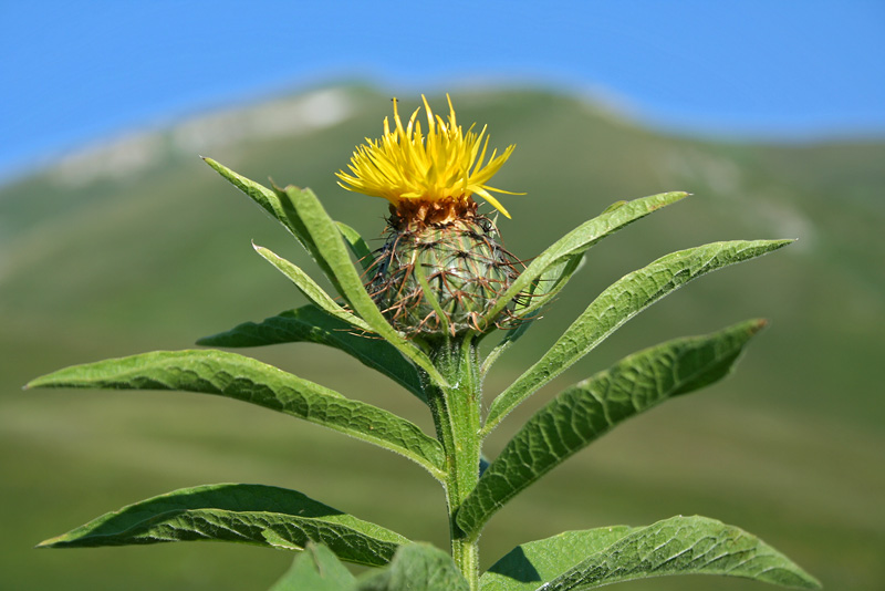 Изображение особи Grossheimia polyphylla.