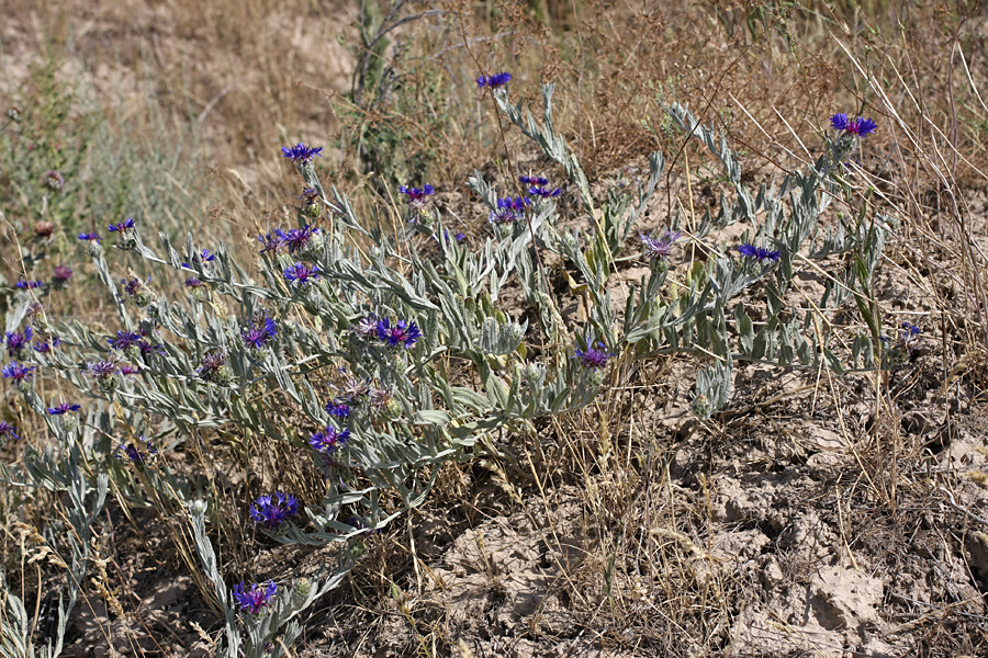 Image of Centaurea depressa specimen.