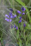 Polygala vulgaris