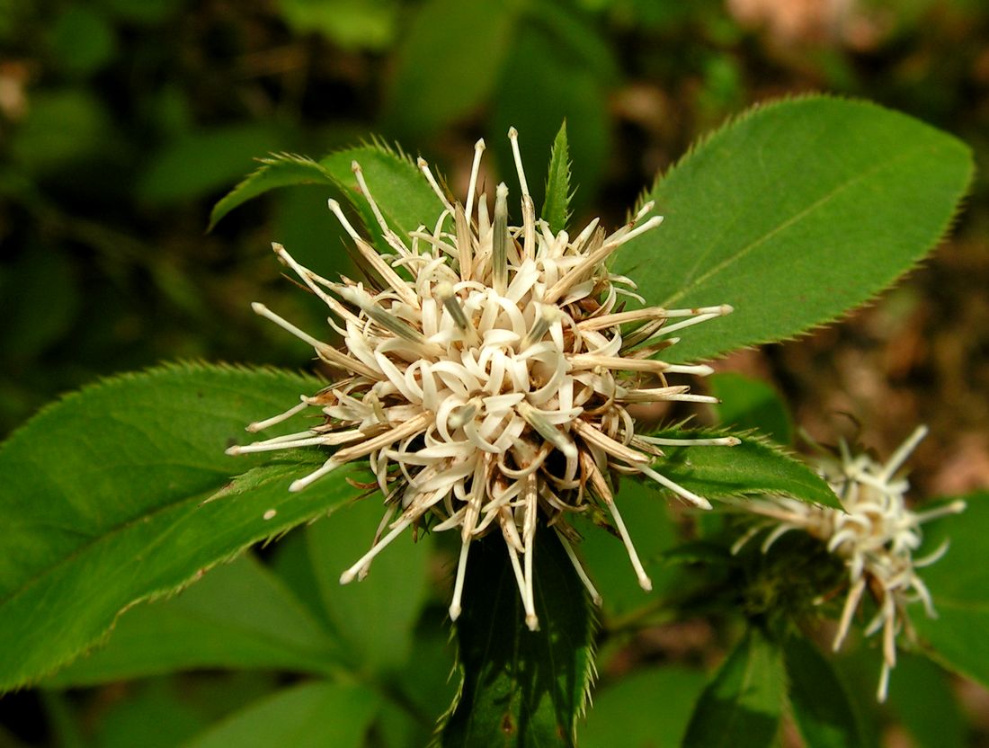 Image of Atractylodes ovata specimen.