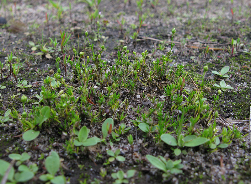 Image of Sagina procumbens specimen.