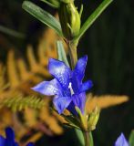 Gentiana pneumonanthe