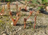 Juncus minutulus