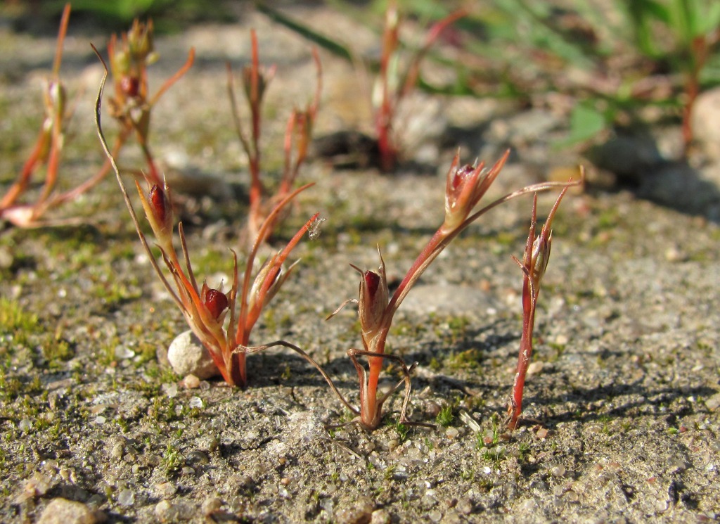 Изображение особи Juncus minutulus.