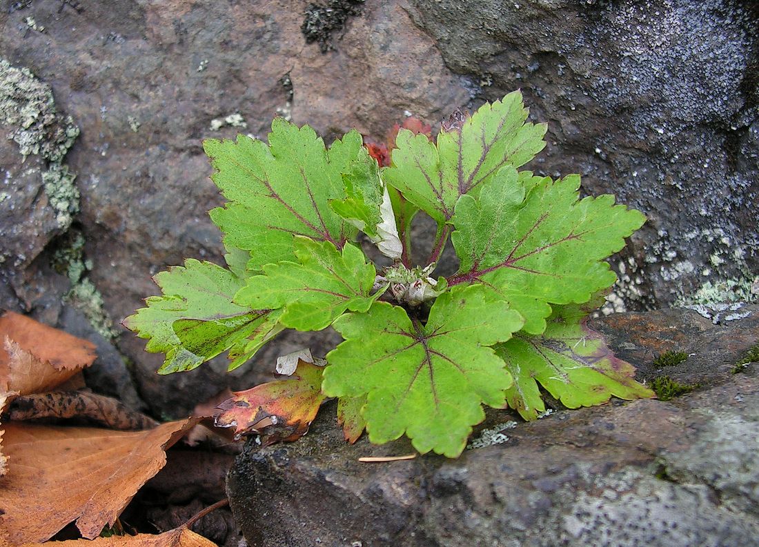 Изображение особи Artemisia stolonifera.