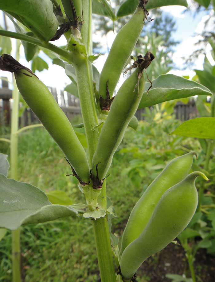 Изображение особи Vicia faba.