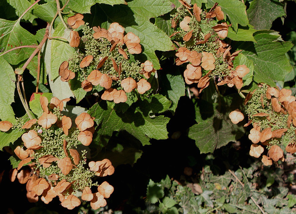 Image of Hydrangea quercifolia specimen.