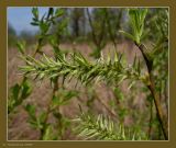 Salix caprea. Соплодие. Чувашия, окр. г. Шумерля, тропа на Красную речку за Низким полем. 8 мая 2009 г.