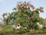 Leucaena leucocephala. Плодоносящее растение. Египет, Синай, Шарм-эль-Шейх. 19.02.2009.