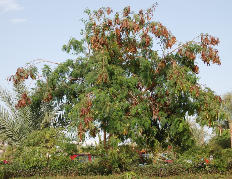 Изображение особи Leucaena leucocephala.