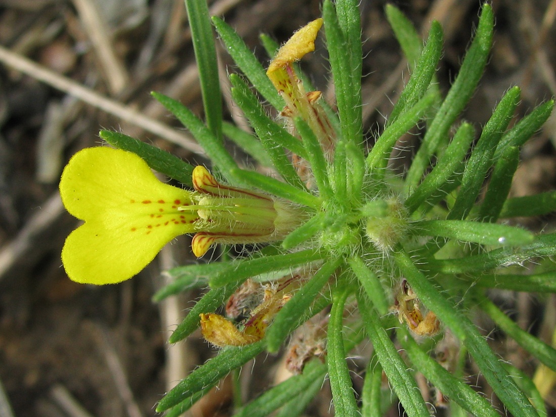 Image of Ajuga chia specimen.