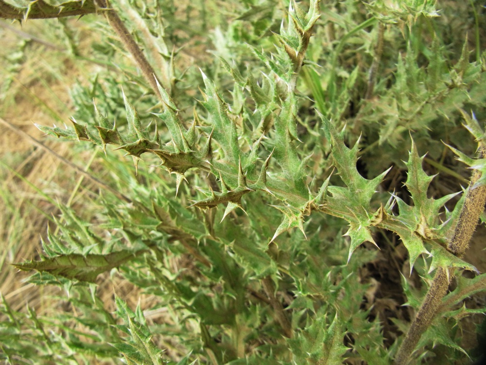 Image of Echinops davuricus specimen.