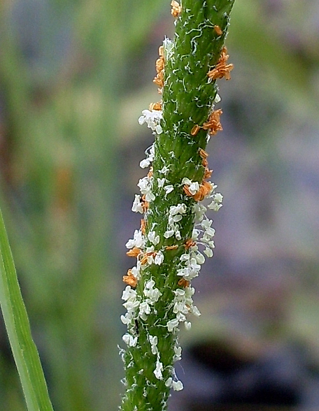 Image of Alopecurus aequalis specimen.