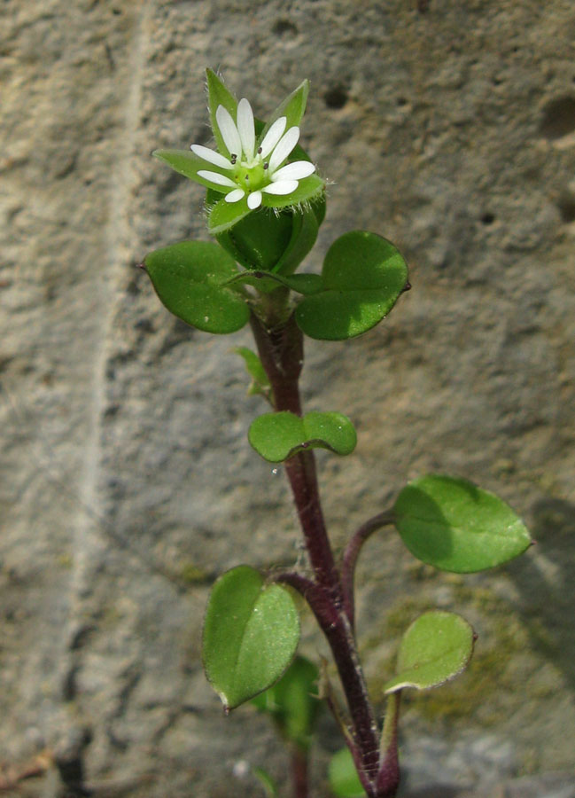 Image of Stellaria media specimen.