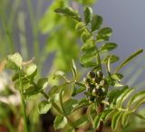 Cardamine pratensis. Верхушка побега с развивающимся соцветием. Германия, г. Кемпен, на открытом балконе. 27.03.2013.
