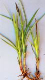Carex × toezensis. Выкопанное цветущее растение. Ростовская обл., Неклиновский р-н, Большенеклиновское с/п, дол. р. Сарматская, на прирусловом аллювии. 26.04.2013.