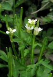 Cardamine graeca. Верхушка растения с цветками и завязавшимися плодами. Крым, окр. Ялты, пос. Голубой Залив, обочина. 30 апреля 2013 г.