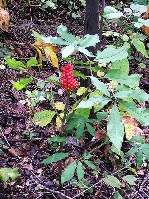 Изображение особи Arisaema peninsulae.