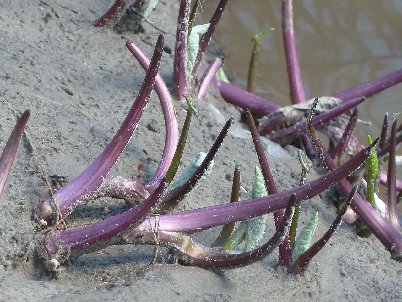 Image of Petasites spurius specimen.