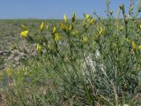 Linum tauricum. Цветущее и плодоносящее растение. Западный Крым, оз. Донузлав. 20 мая 2013 г.