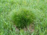 Carex cespitosa