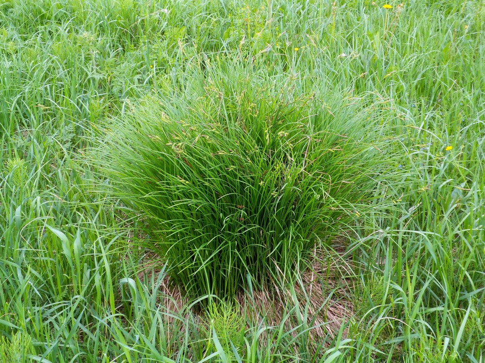 Изображение особи Carex cespitosa.