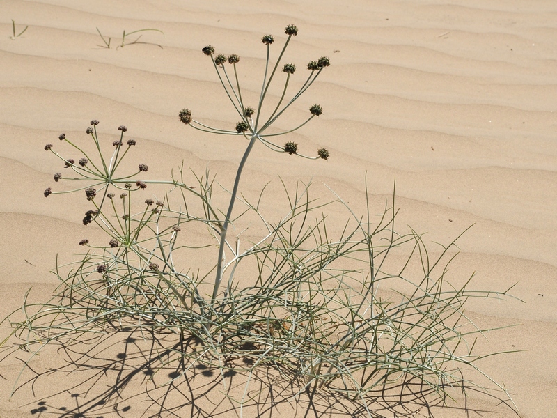 Изображение особи Ferula karelinii.