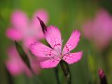 Dianthus deltoides