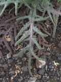 Salvia ceratophylla