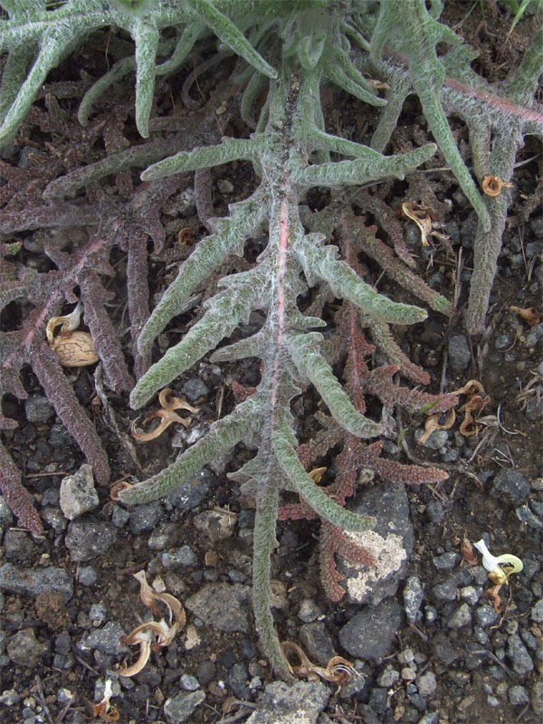 Image of Salvia ceratophylla specimen.