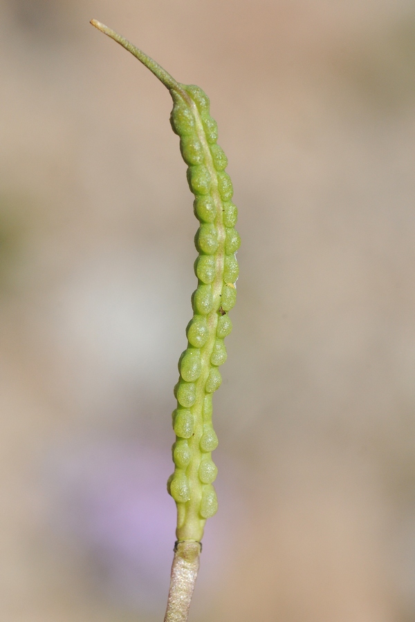 Image of Chorispora bungeana specimen.