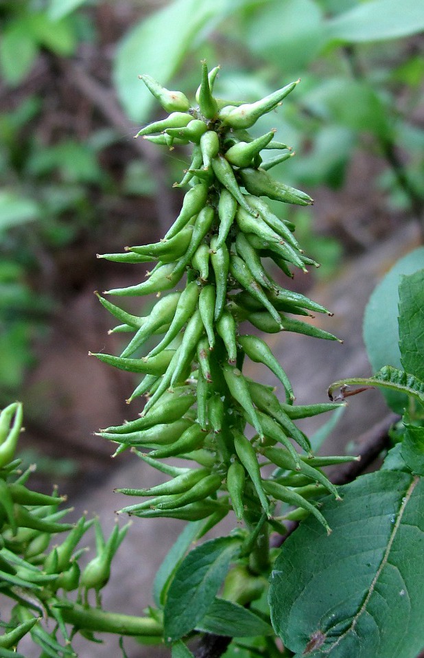 Image of Salix hastata specimen.
