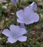 Linum hirsutum ssp. spathulatum